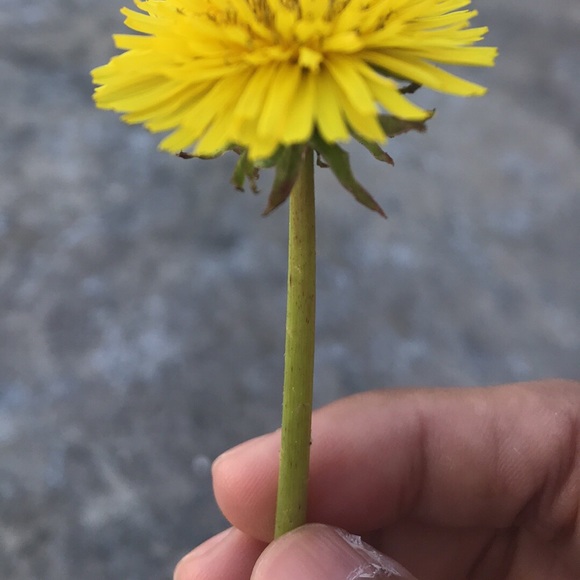 Meet your Posher, Darshni - Picture 1 of 1